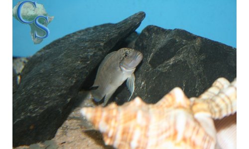 Telmatochromis burgeoni